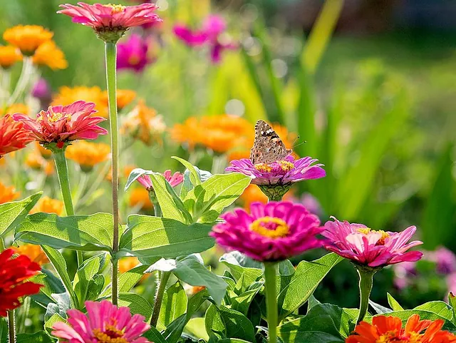 Butterfly with Flowers